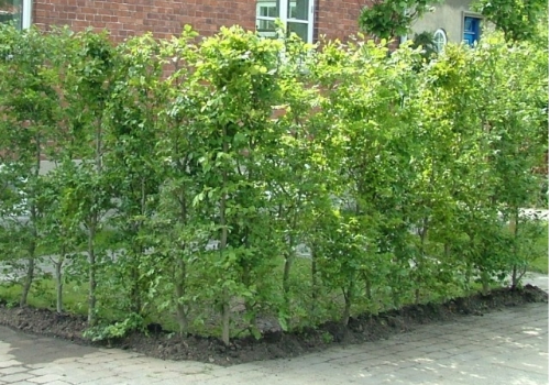 Bøk ferdighekk – bøkehekk som gir god skjerming